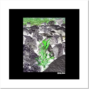 small plant in black landscape photo ecopop Posters and Art